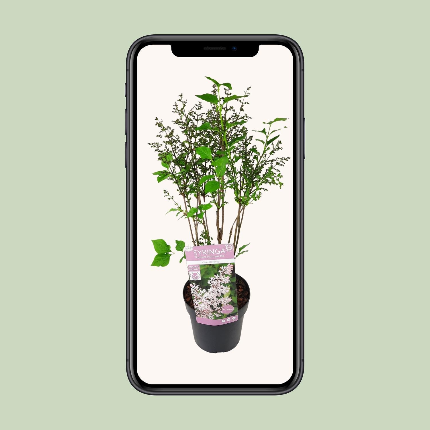 Syringa pat. 'Violet Uprising' - Ø19cm- ↕35cm