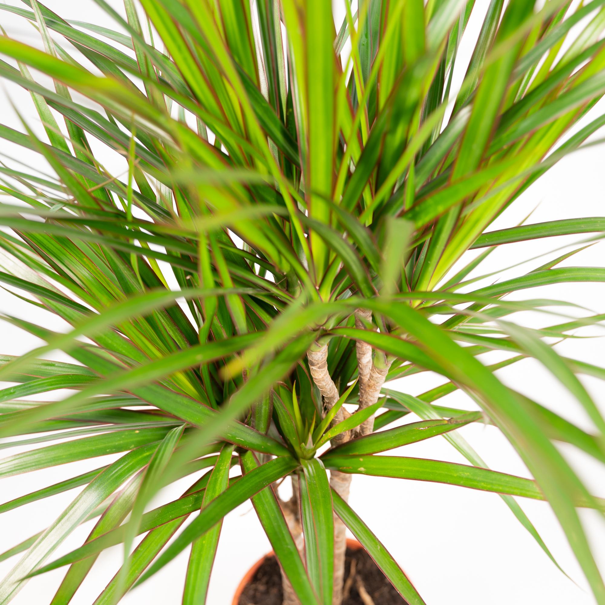 Dracaena Marginata - Ø21cm - ↕110cm