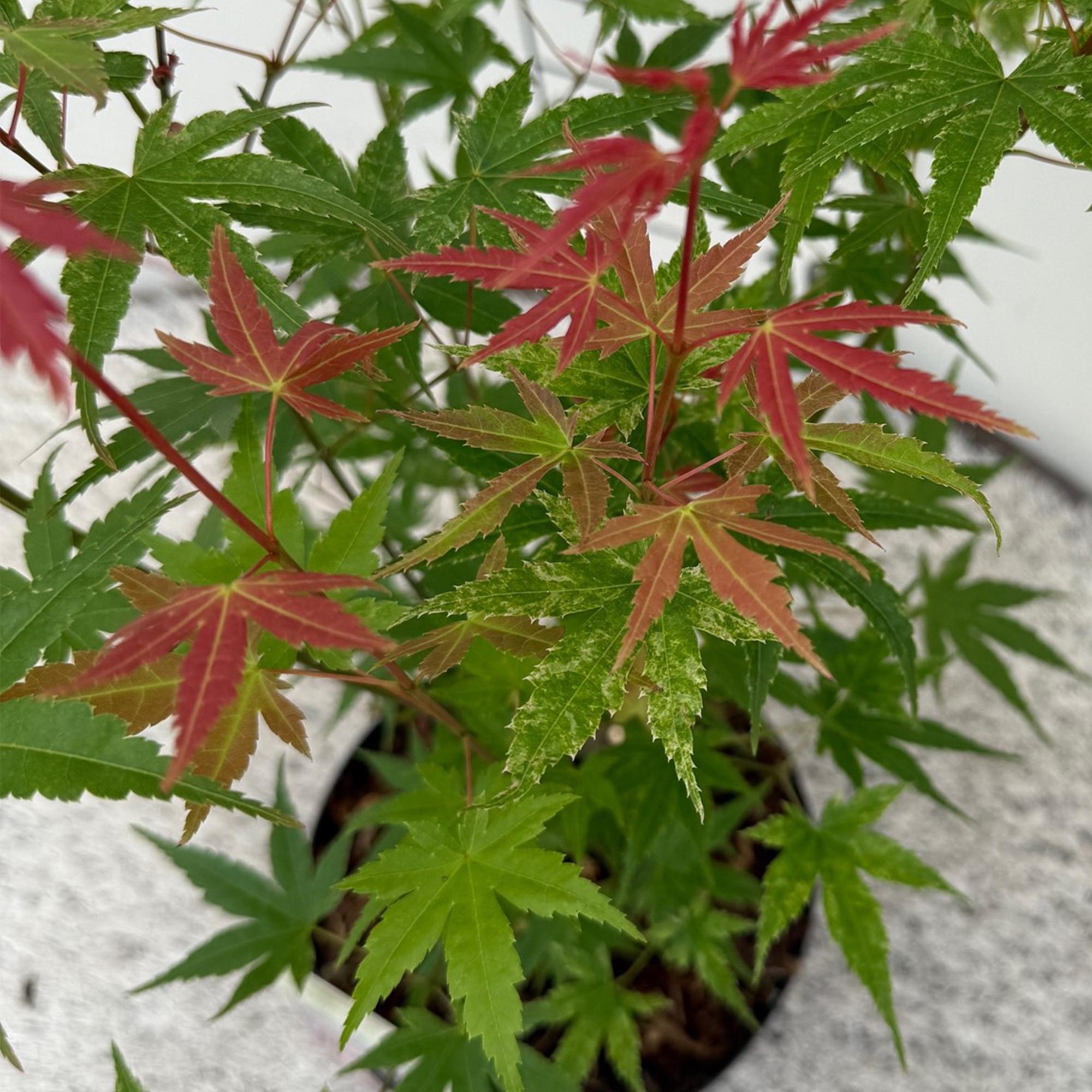Tuinplant - Acer palmatum Phoenix - Roze - 3 Planten - Bladverliezend - Weinig Onderhoud - Pot 12cm Hoogte 35cm