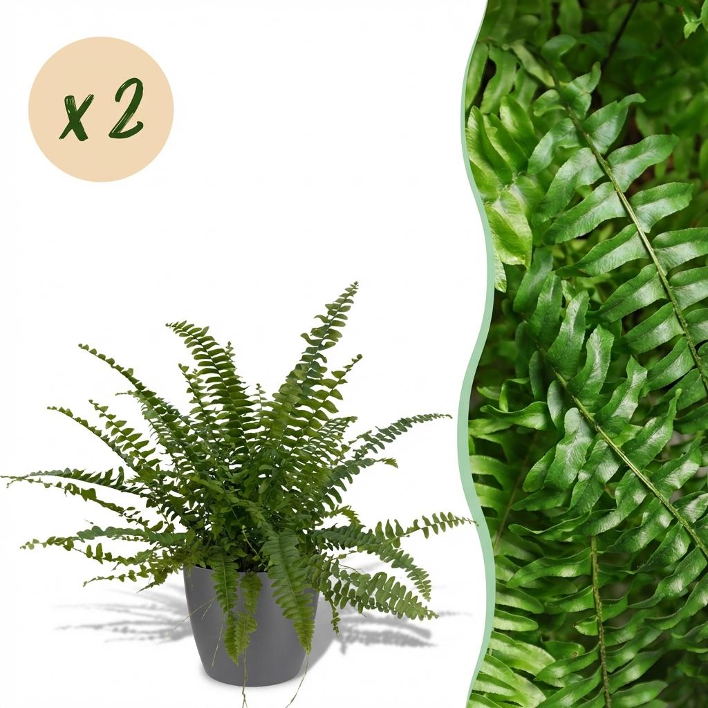 Kamerplant - Nephrolepsis exaltata Green Lady - Varen - Huisdiervriendelijke Plant - Groen - 2 Planten - met Potter Grijs - Pot 12cm - Hoogte 25cm