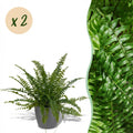 Kamerplant - Nephrolepsis exaltata Green Lady - Varen - Huisdiervriendelijke Plant - Groen - 2 Planten - met Potter Grijs - Pot 12cm - Hoogte 25cm