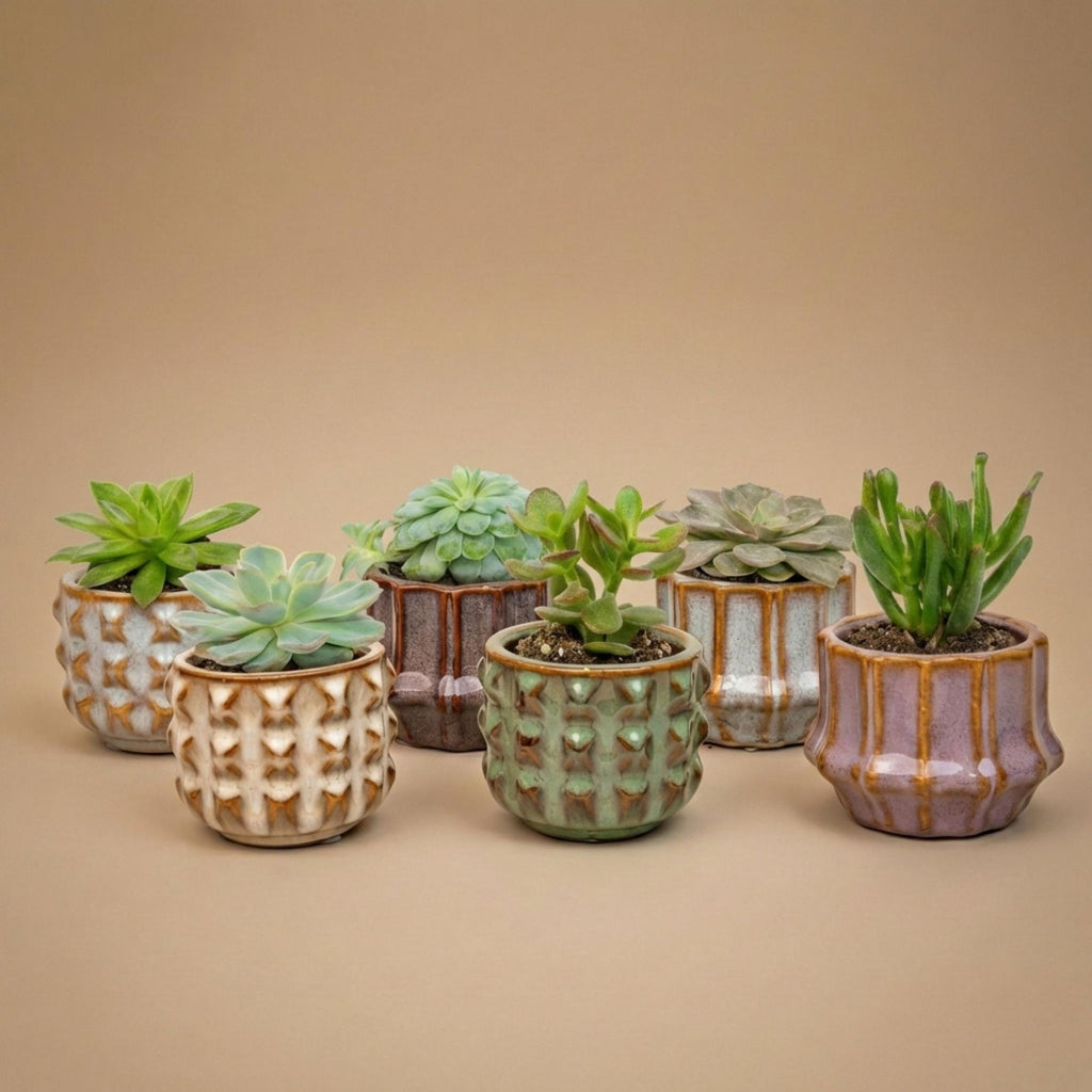 Succulenten Set van 6 in Keramische Mini Potjes Barcelona -  ↑ 8–12 cm