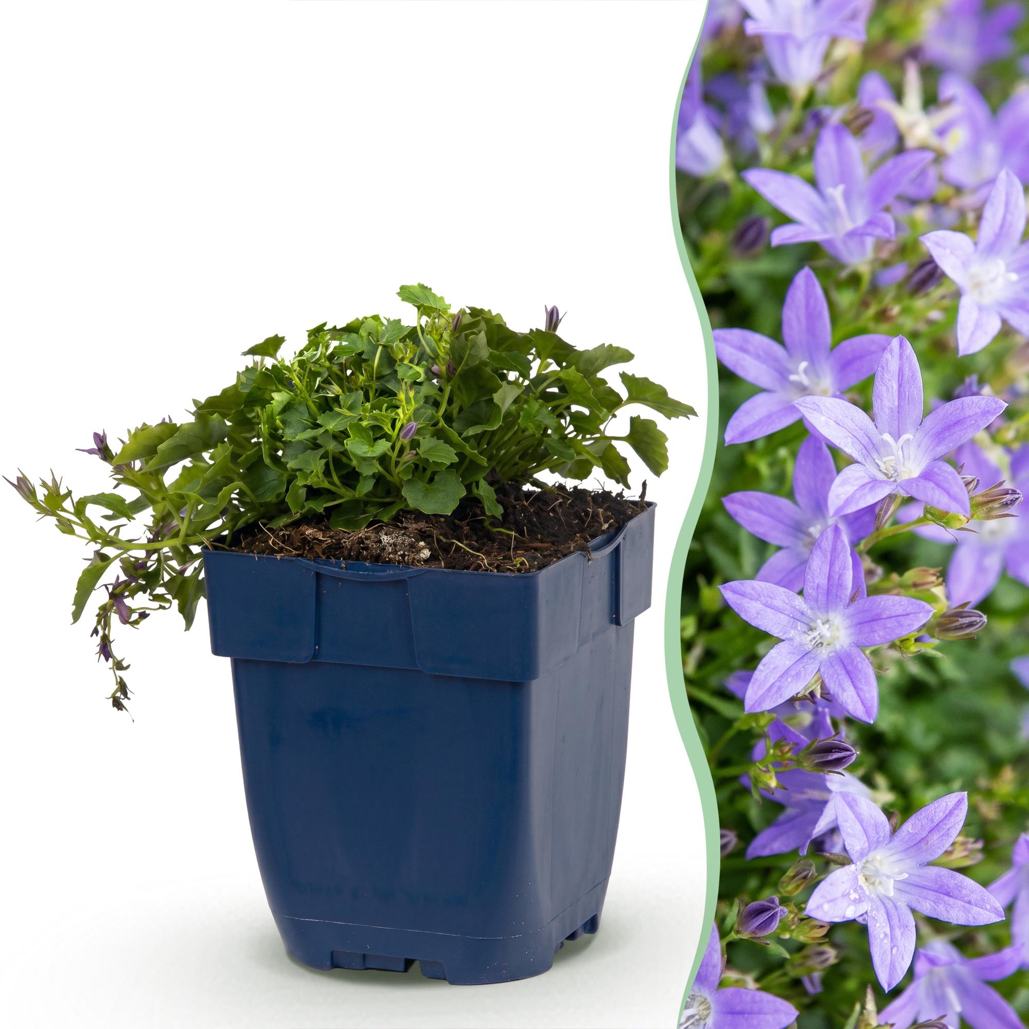 Vasteplant - Campanula posch. Stella - Perzikbladklokje - Bodembedekkend - Paars - 1 Plant - Pot 11cm - Hoogte 15-25cm