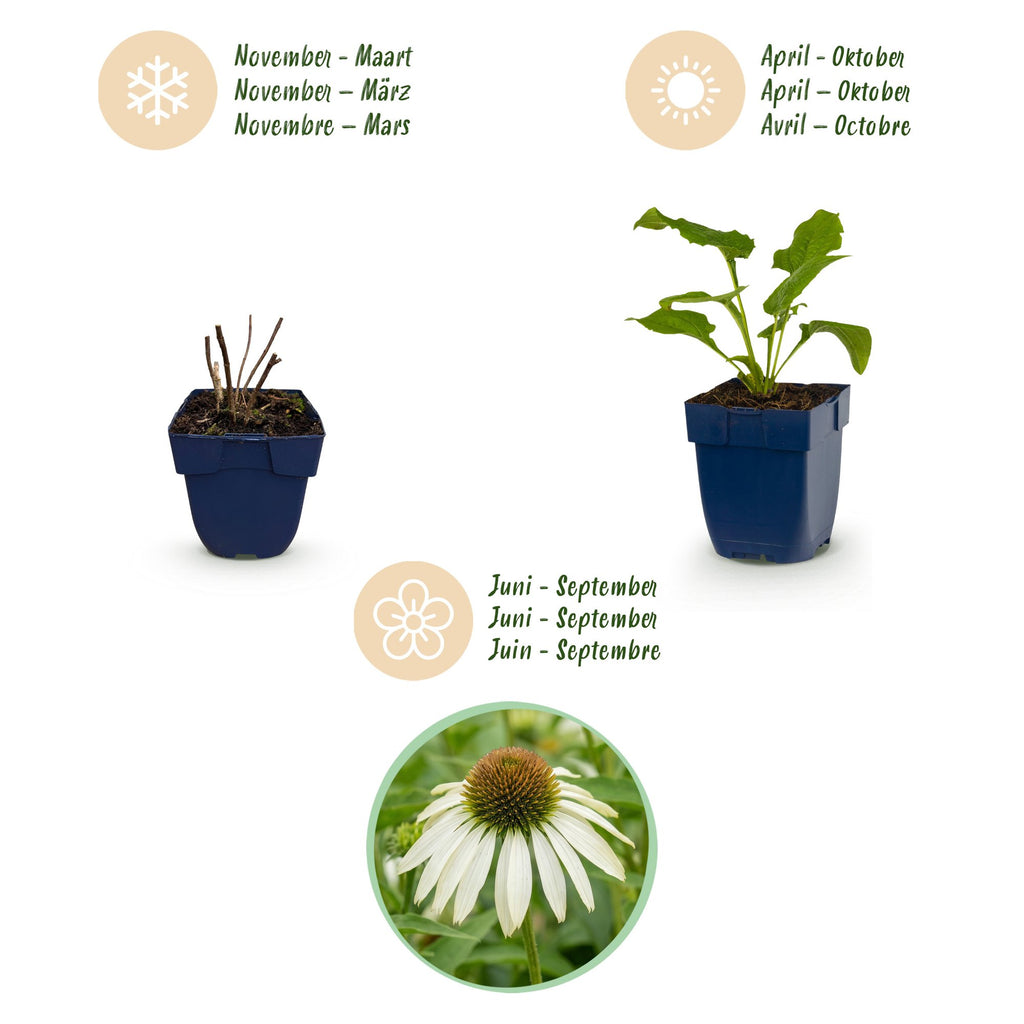 Vasteplant - Echinacea purp. Alba - Zonnehoed - Bijen- en vlinderlokkers - Wit - 12 Planten - Pot 11cm - Hoogte 15-25cm