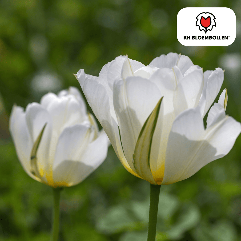 Tulpenbollen White Valley – 20 Stuks | KH Bloembollen® | Witte Tulp – Fris, Elegant & Tijdloos – Voor Tuin of Pot – Maat 11/12 – Vers van de Teler