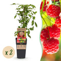 Fruitplant - Rubus idaeus Ottawa - Frambozenplant - Winterhard - Rode Framboos - 2 Planten - Pot 15cm - Hoogte 50cm