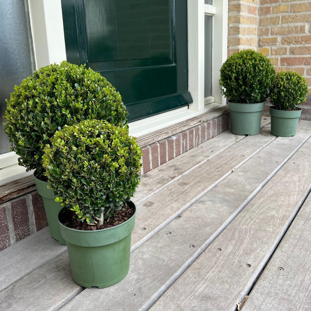 2x Ilex crenata 'Jenny' bol XL | set van 2 stuks | 19 cm Ø