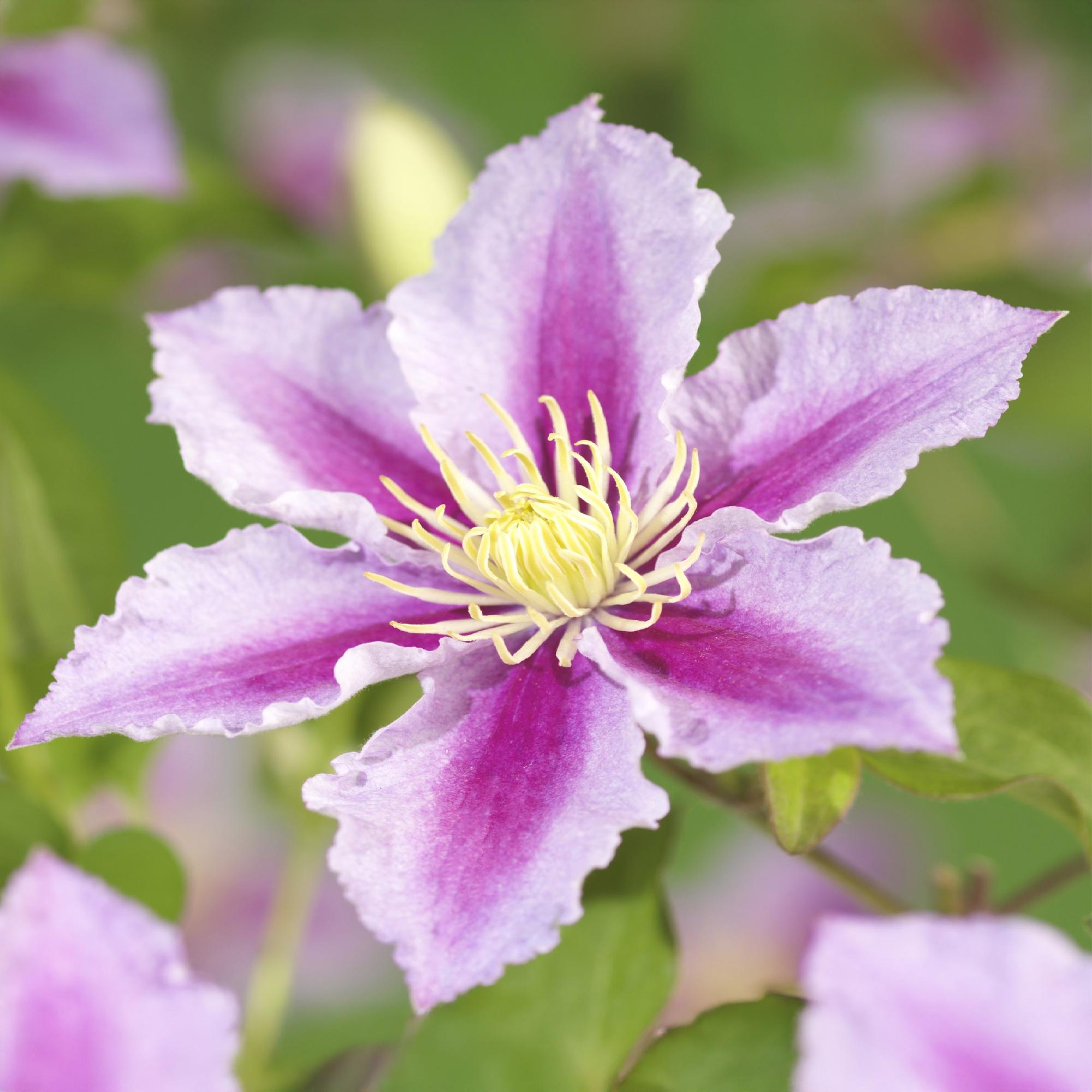 Klimplant - Clematis Piilu - Bloem Roze - Weinig onderhoud -2 planten -  Pot 11cm Hoogte 40cm