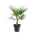 Trachycarpus Fortunei - 85-100cm - Ø21