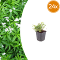 24x Galium odoratum - ↕10-25cm - Ø9cm