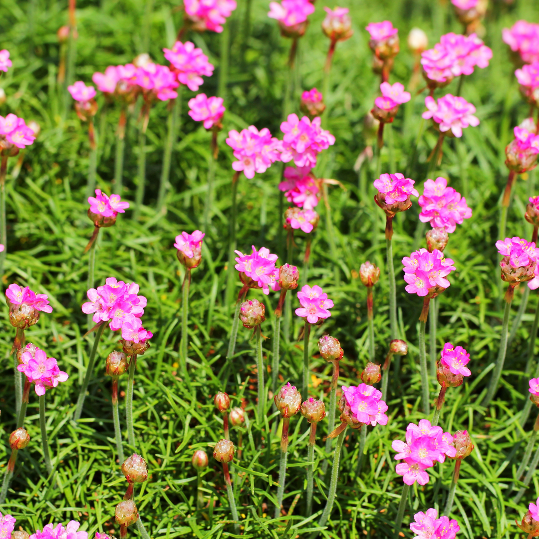 60x Armeria m. 'Splendens' - ↕10-25cm - Ø9cm