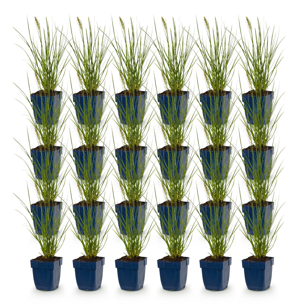 Grassen - Pennisetum alop. Little Bunny - Lampenpoetsergras - Met Pluim - Groen - 24 Planten - Pot 11cm - Hoogte 15-25cm