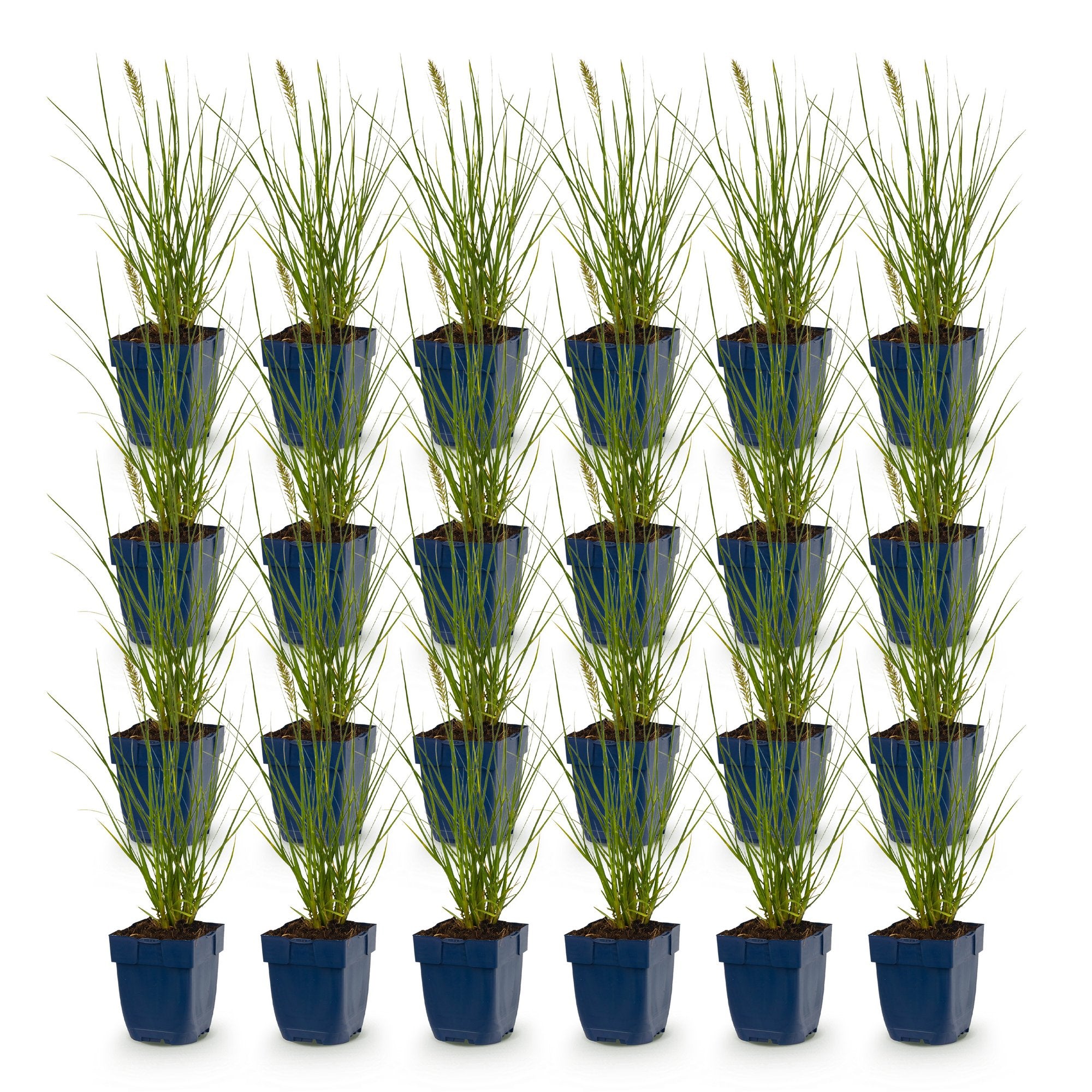 Grassen - Pennisetum alop. Little Bunny - Lampenpoetsergras - Met Pluim - Groen - 24 Planten - Pot 11cm - Hoogte 15-25cm