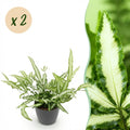 Kamerplant - Pteris cretica Albolineata - Lintvaren - Huisdiervriendelijke Plant - Groen - 2 Planten - met Potter Grijs - Pot 12cm - Hoogte 20cm