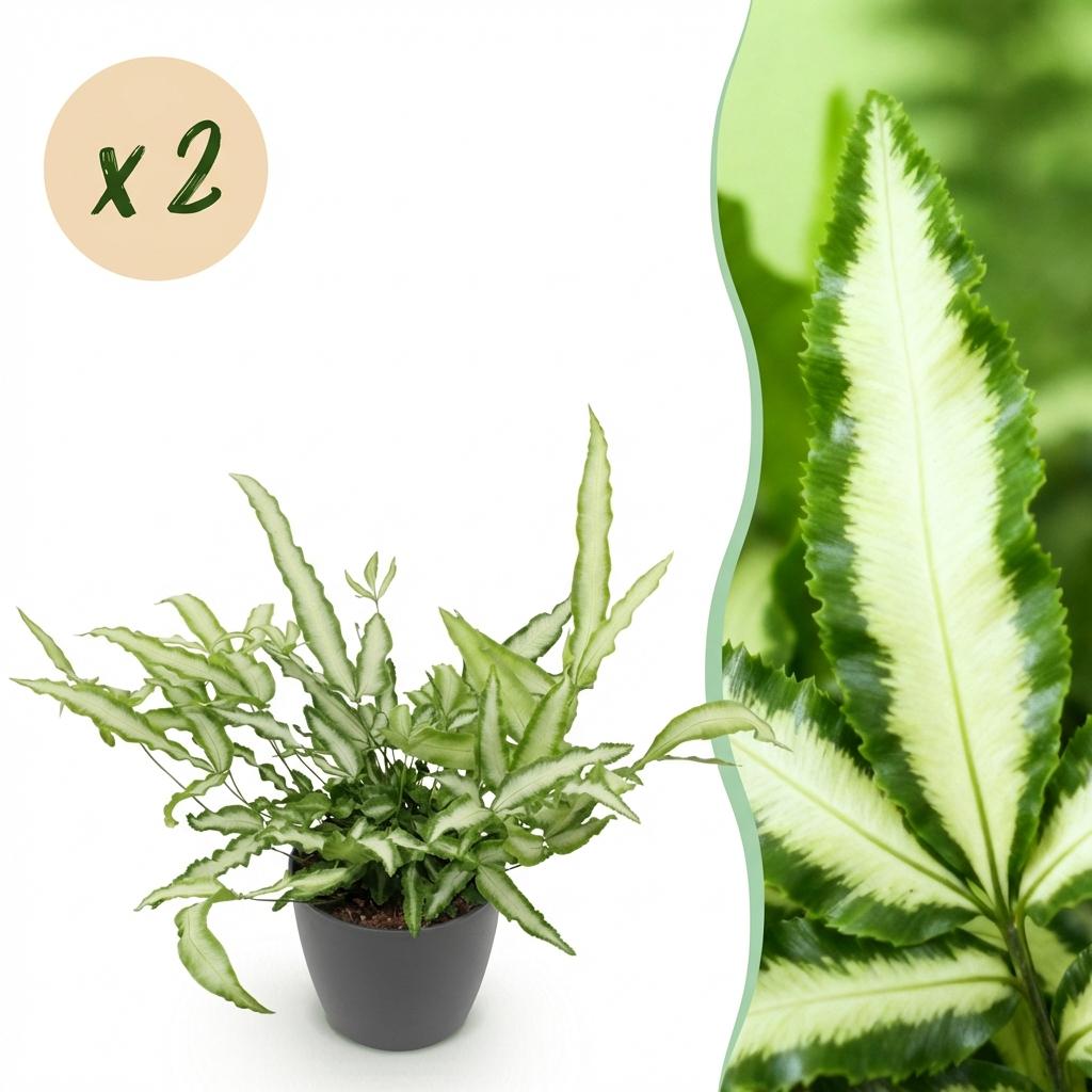 Kamerplant - Pteris cretica Albolineata - Lintvaren - Huisdiervriendelijke Plant - Groen - 2 Planten - met Potter Grijs - Pot 12cm - Hoogte 20cm