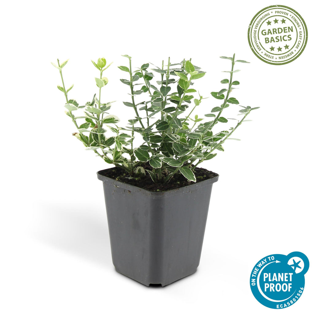 12x Euonymus fort. 'Emerald Gaiety' - ↕10-25cm - Ø9cm
