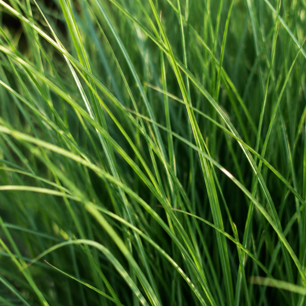 6x Panicum virgatum ‘Northwind’ – Sterk opgaand siergras met strakke groeivorm | Potmaat 12 cm