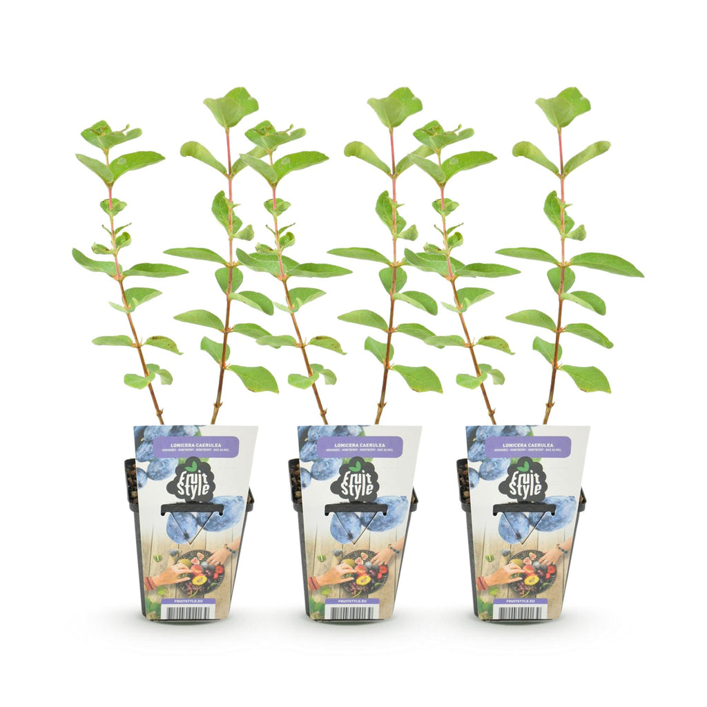Fruitplanten - Honingbes - Lonicera caerulea Kamtschatica - Winterhard - 3 Planten - Pot  9 cm - Blauw  Bes