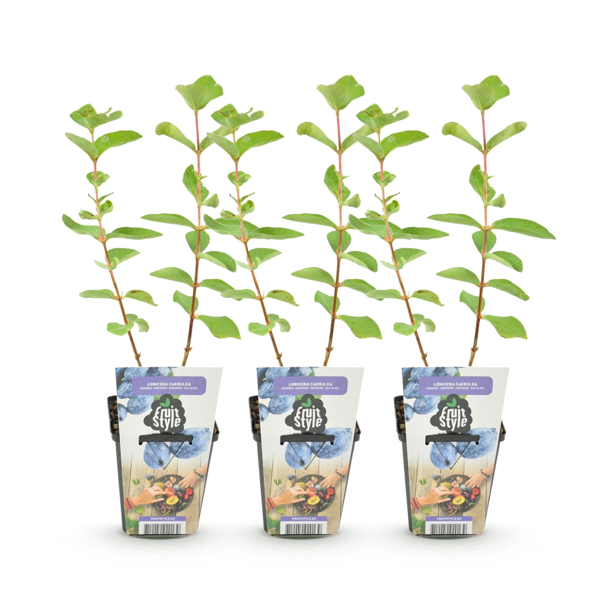 Fruitplanten - Honingbes - Lonicera caerulea Kamtschatica - Winterhard - 3 Planten - Pot  9 cm - Blauw  Bes