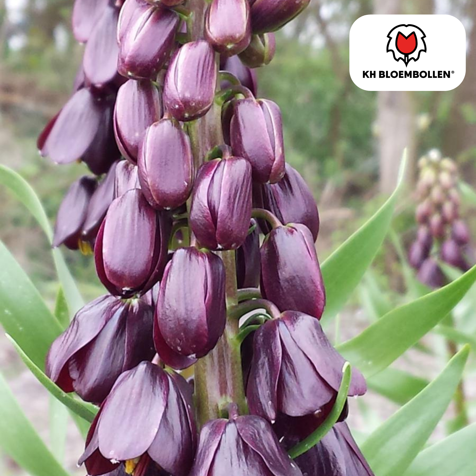 Fritillaria / Keizerskroon Purple Favorite 5 stuks