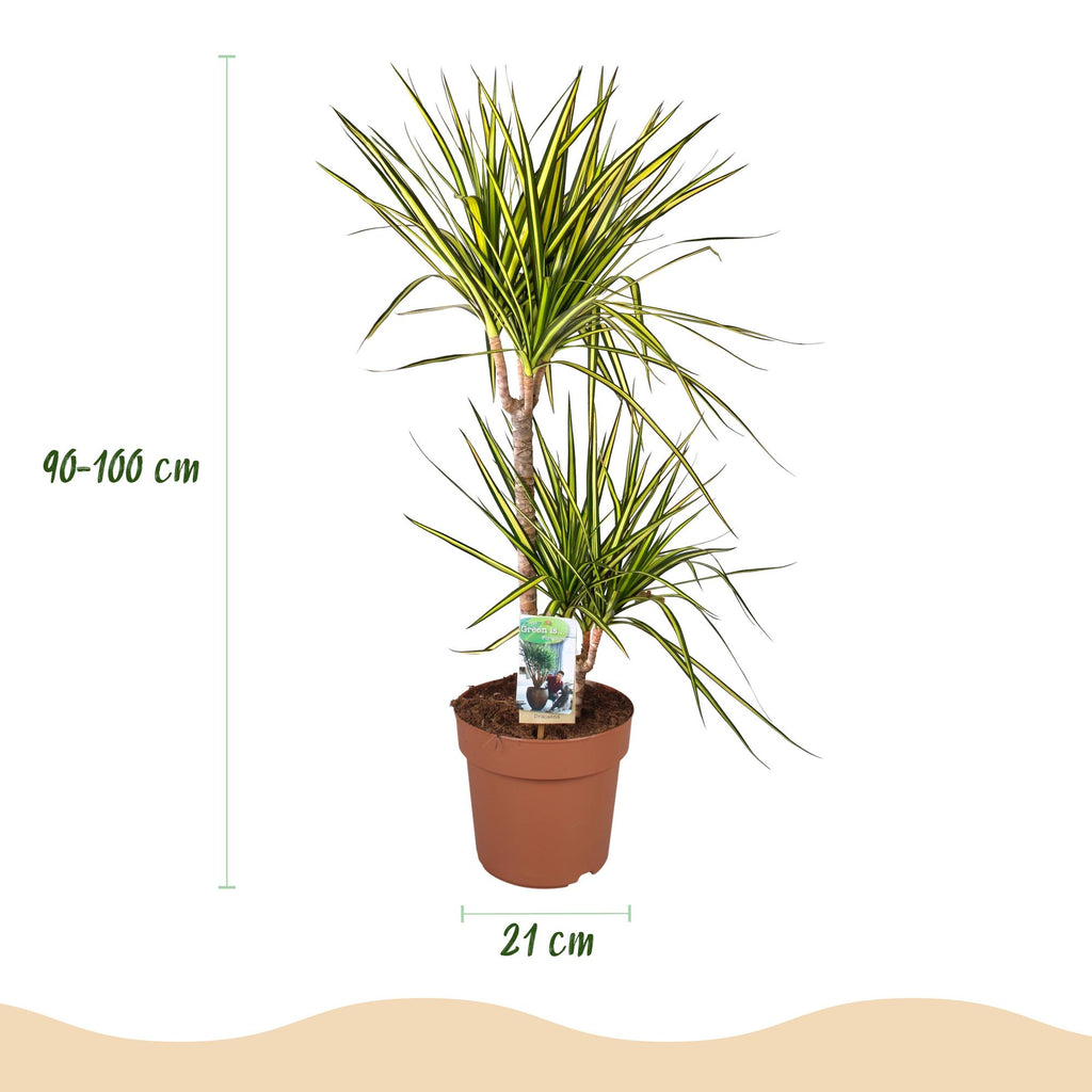 Kamerplanten - Dracaena Sunray - Drakenbloedboom - Weinig onderhoud - Groen - 1 Plant - met Potter Grijs - Pot 21cm - Hoogte 90-100cm