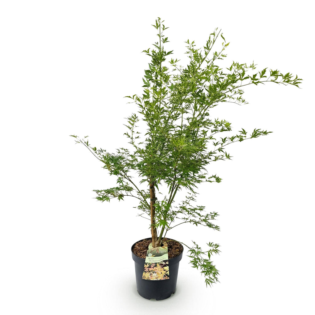 Tuinplant - Acer palmatum Methamorphosa - Japanse Esdoorn - Bladverliezend - Groen - Oranje - 1 - Pot 26cm - Hoogte 90cm