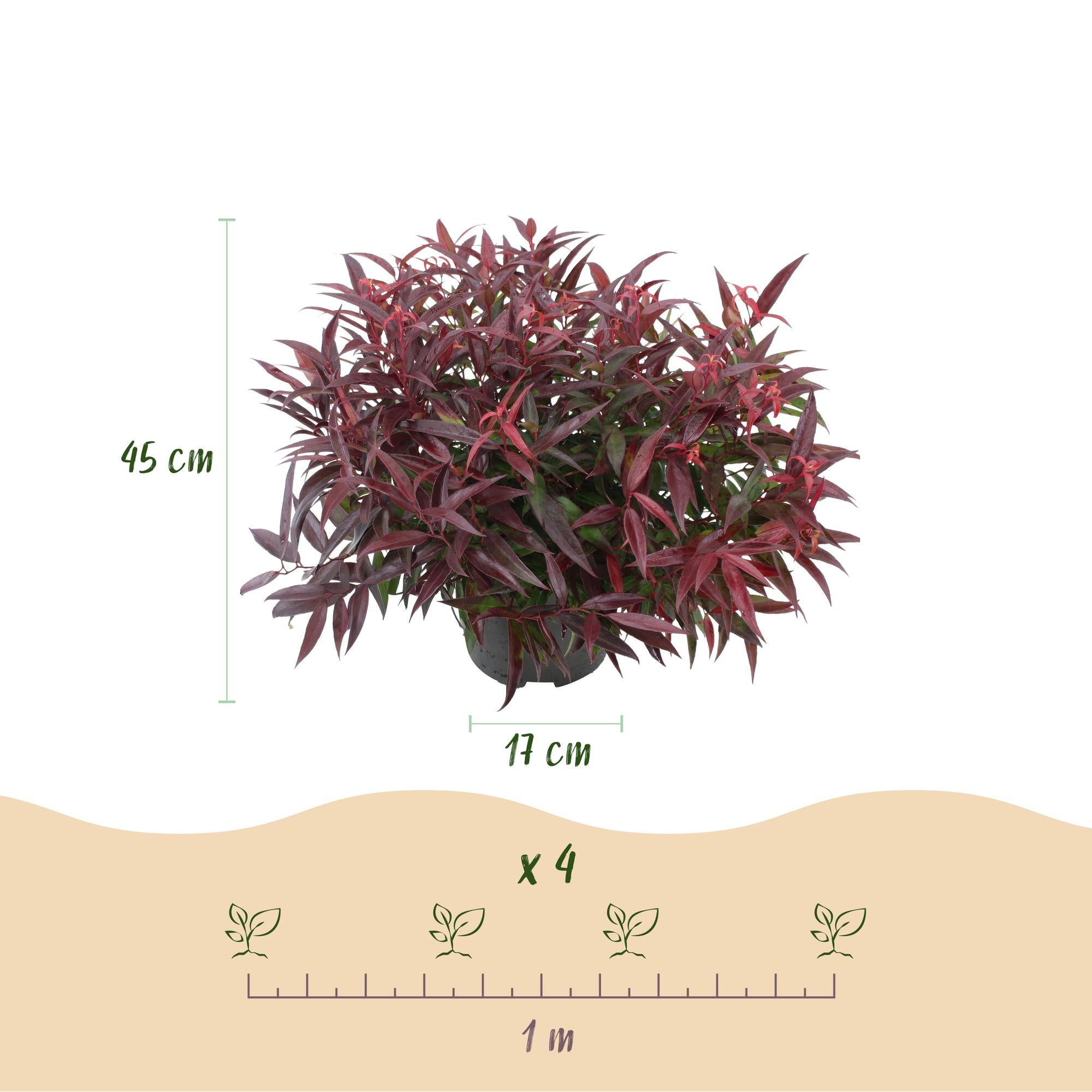 Tuinplant - Leucothoe Burning Love - Rood - 2 Planten - Groenblijvend - Weinig Onderhoud - Pot 17cm Hoogte 45cm
