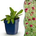 Vasteplant - Knautia macedonica - Beemdkroon - Bijen- en vlinderlokkers - Donker Rood - 12 Planten - Pot 11cm - Hoogte 15-25cm
