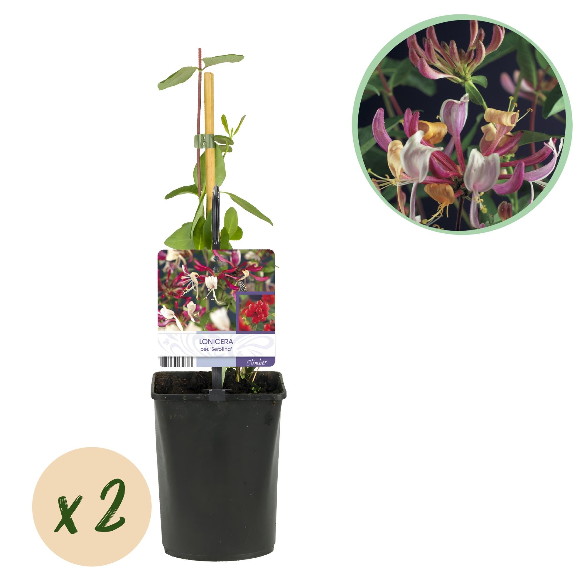 Kamperfoelie - Lonicera Serotina - Bloem Roze met Wit - Weinig onderhoud - 2 planten - Pot 11cm Hoogte 40cm