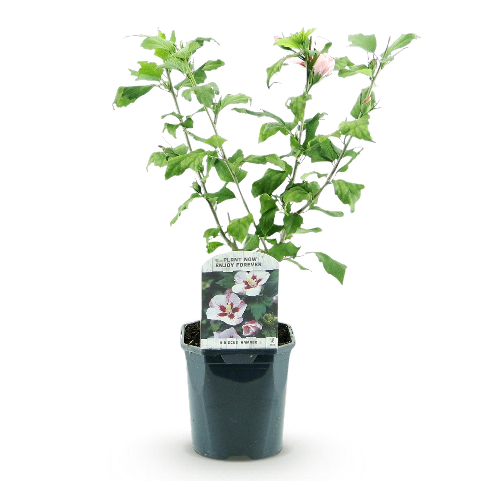 Heesters - Hibiscus syriacus Hamabo - Bloem Licht roze - 1 Plant - Bladverliezend - Weinig Onderhoud - Pot 17cm Hoogte 45cm