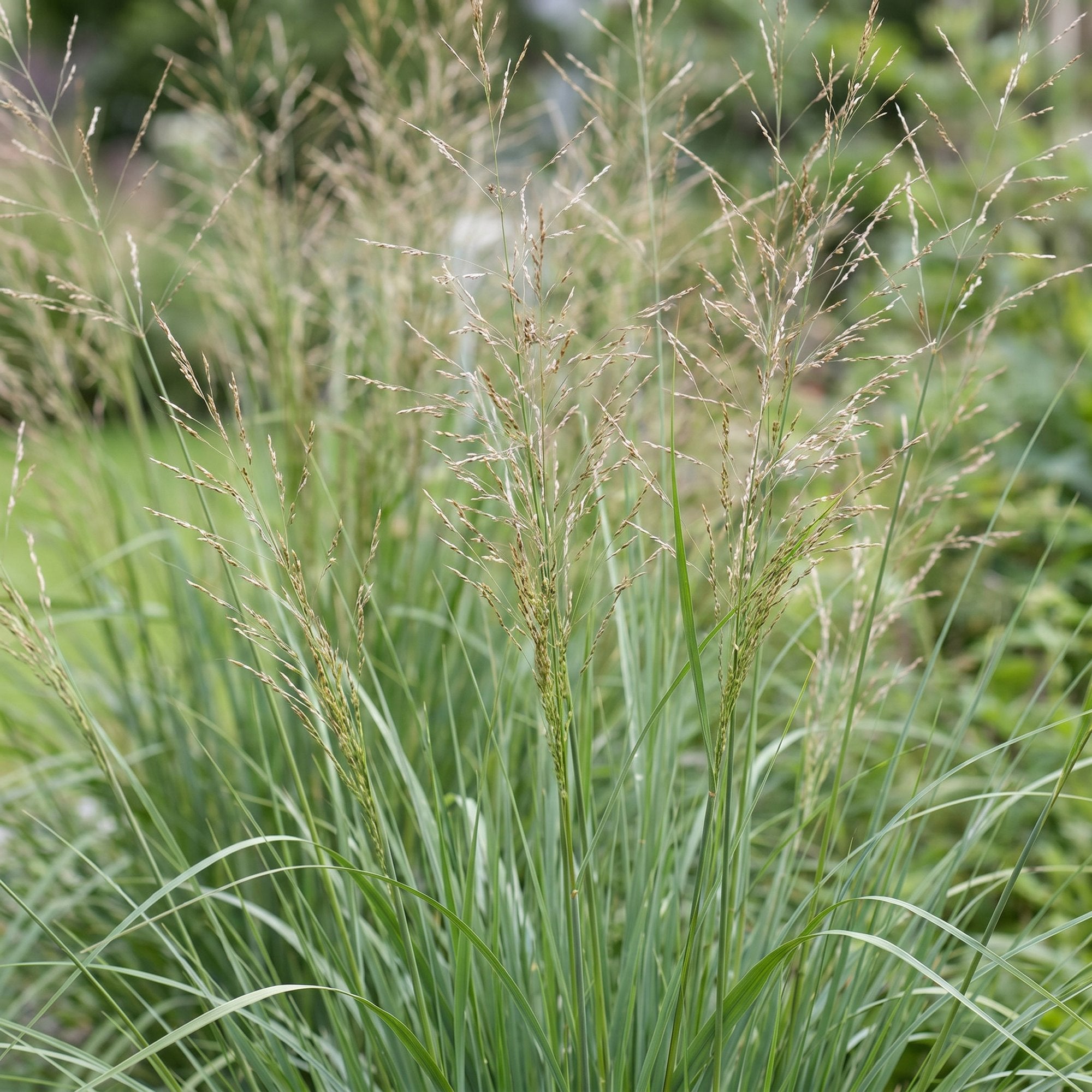 Grassen - Molinia arund. Karl Foerster - Pijpestrootje - Met Pluim - Groen - 12 Planten - Pot 11cm - Hoogte 15-25cm