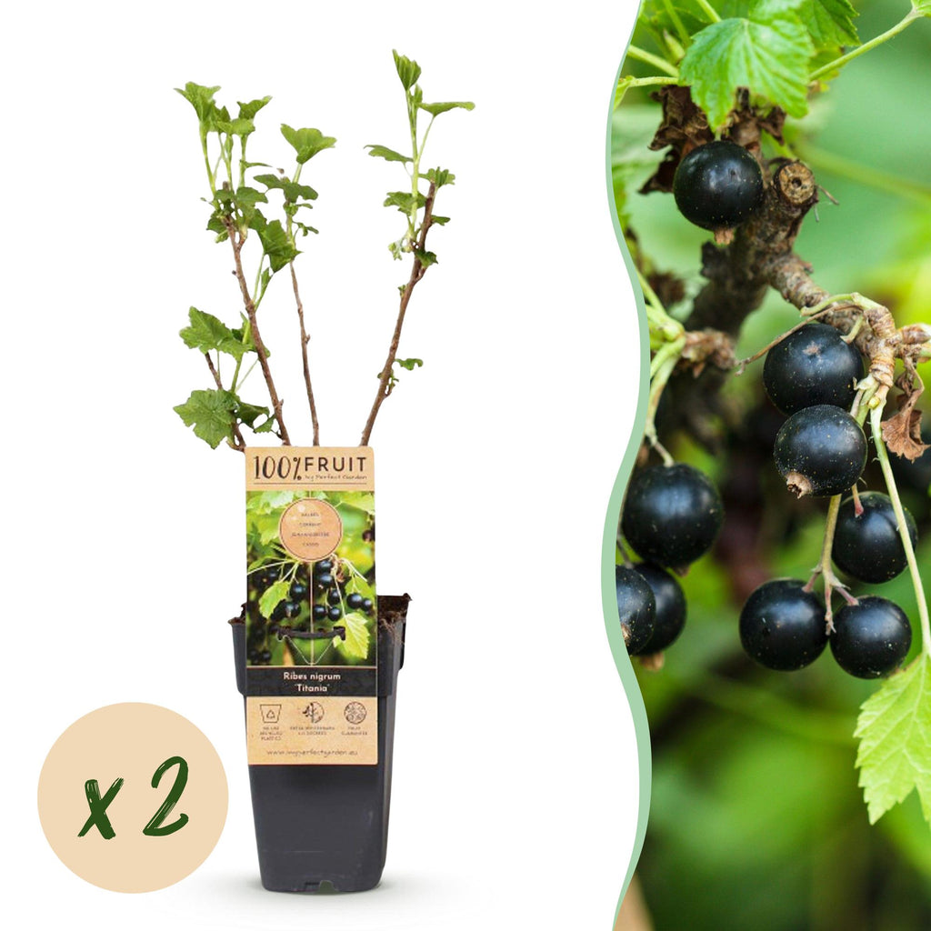 Fruitplant - Ribes nigrum Titania - Bessenplant - Winterhard - Zwarte Bes - 2 Planten - Pot 15cm - Hoogte 50cm