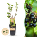 Fruitplant - Ribes nigrum Titania - Bessenplant - Winterhard - Zwarte Bes - 2 Planten - Pot 15cm - Hoogte 50cm