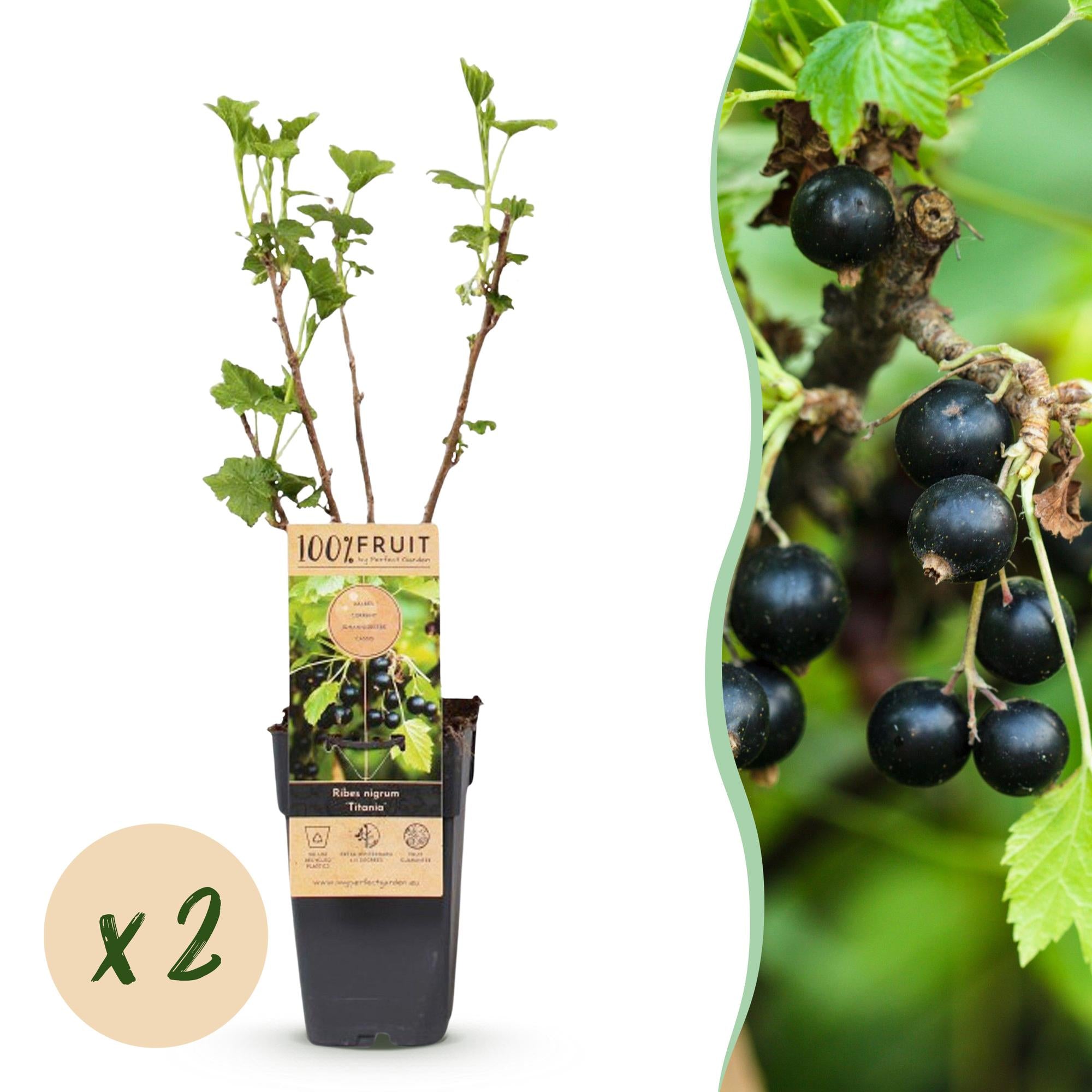 Fruitplant - Ribes nigrum Titania - Bessenplant - Winterhard - Zwarte Bes - 2 Planten - Pot 15cm - Hoogte 50cm