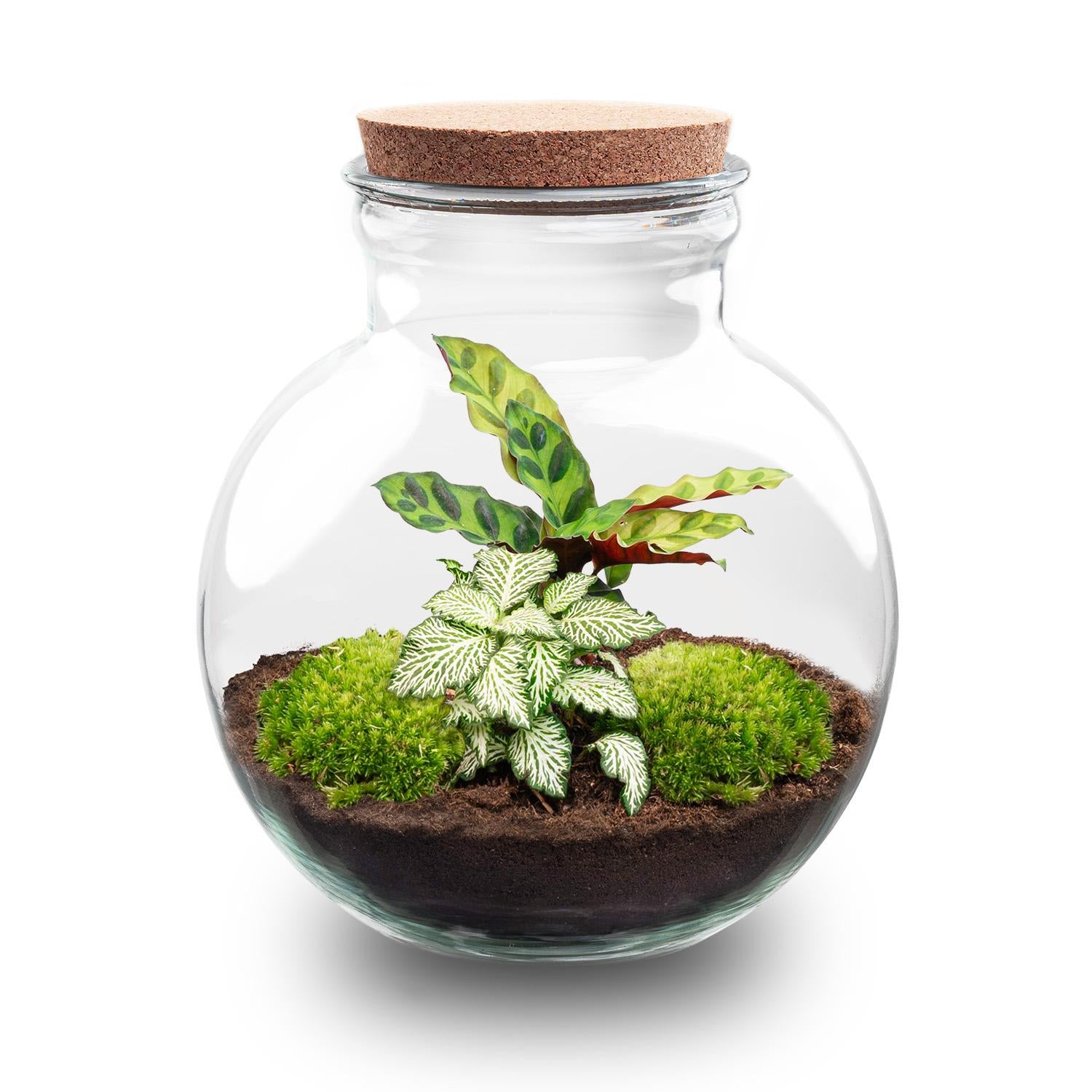DIY Planten terrarium (met licht) - Teddy - Ø 25 cm ↑ 26,5 cm - No tools