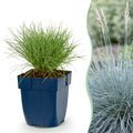 Vasteplant - Festuca glauca - Blauwgras - Groenblijvend - Blauw - 24 Planten - Pot 11cm - Hoogte 15-25cm