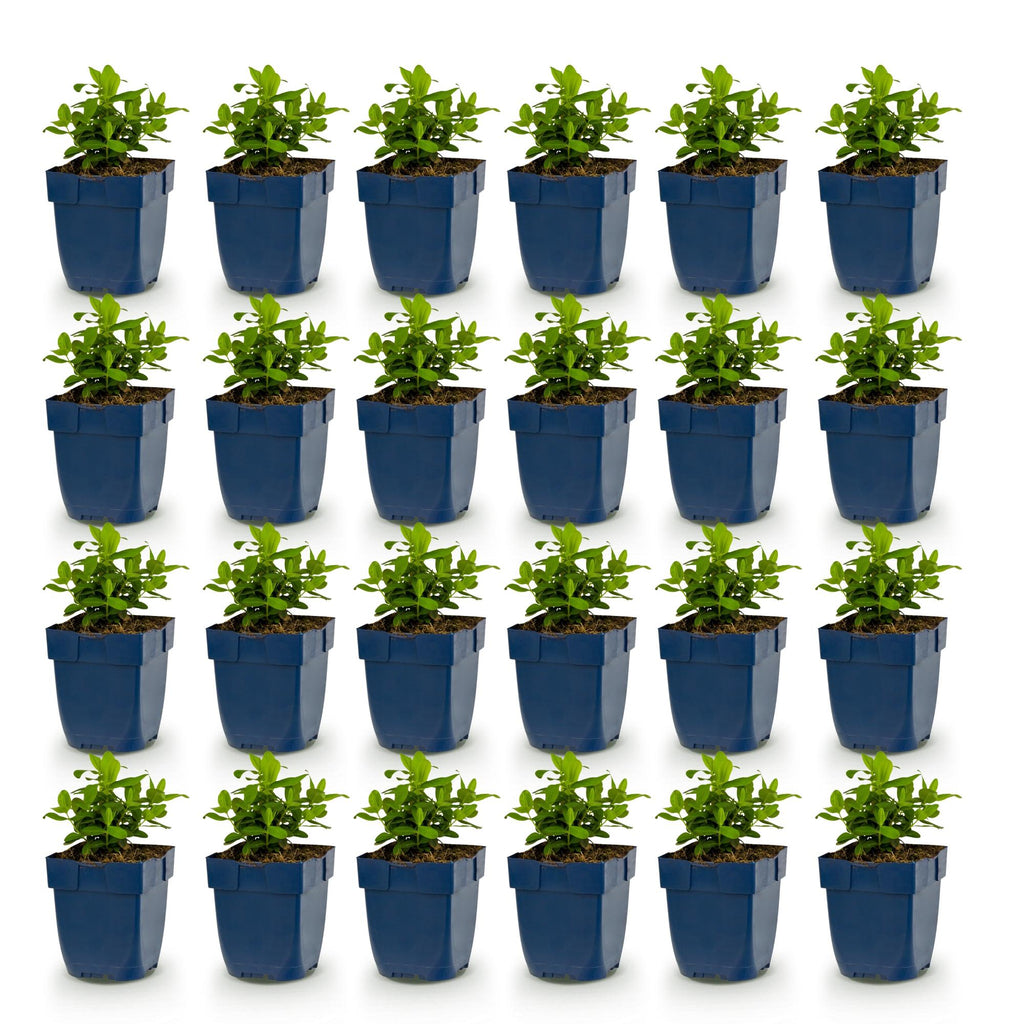 Vasteplant - Hypericum calycinum - Sint-Janskruid - Bijen- en vlinderlokkers - Geel - 24 Planten - Pot 11cm - Hoogte 15-25cm