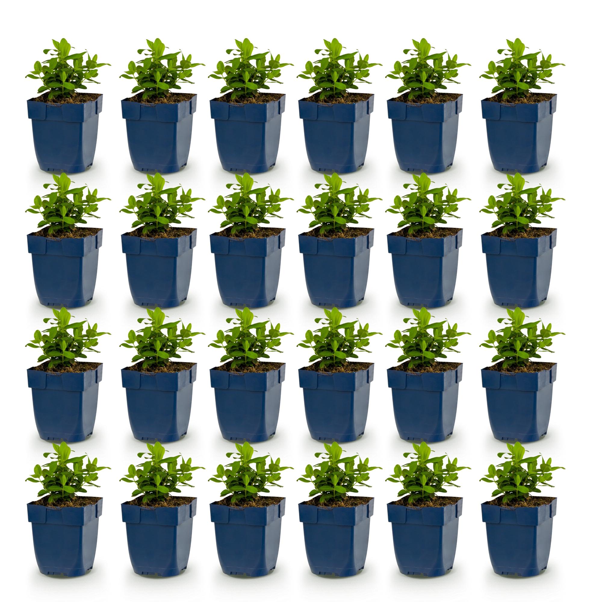 Vasteplant - Hypericum calycinum - Sint-Janskruid - Bijen- en vlinderlokkers - Geel - 24 Planten - Pot 11cm - Hoogte 15-25cm