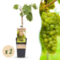 Fruitplant - Vitis vinifera Vroege van der Laan - Druivenplant - Winterhard - Witte Druif - 2 Planten - Pot 15cm - Hoogte 50cm
