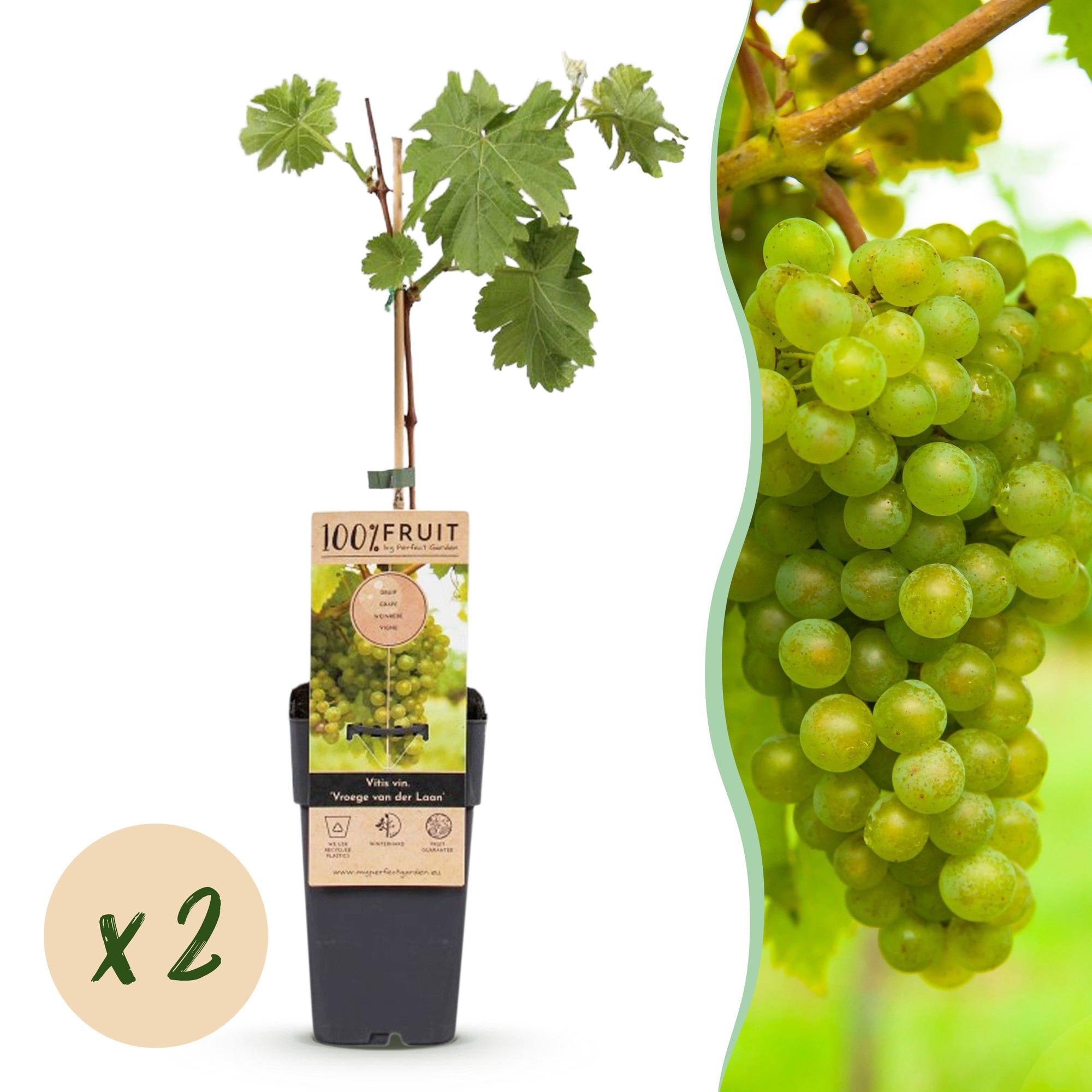 Fruitplant - Vitis vinifera Vroege van der Laan - Druivenplant - Winterhard - Witte Druif - 2 Planten - Pot 15cm - Hoogte 50cm