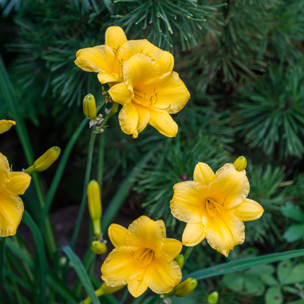 24x Hemerocallis 'Stella de Oro' - ↕10-25cm - Ø9cm