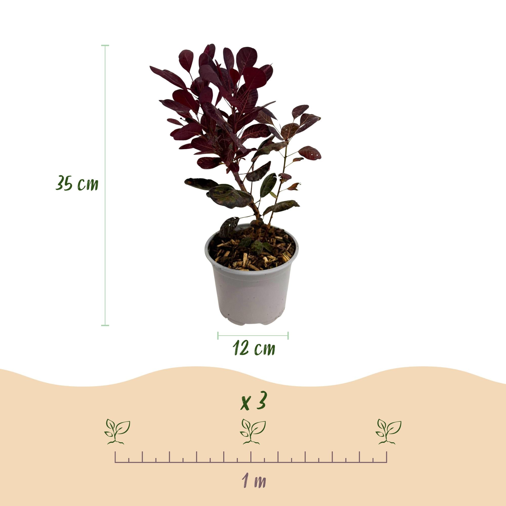 Tuinplant - Cotinus coggyria Lilla - Paars 3 Planten - Bladverliezend - Weinig Onderhoud - Pot 12cm Hoogte 35cm