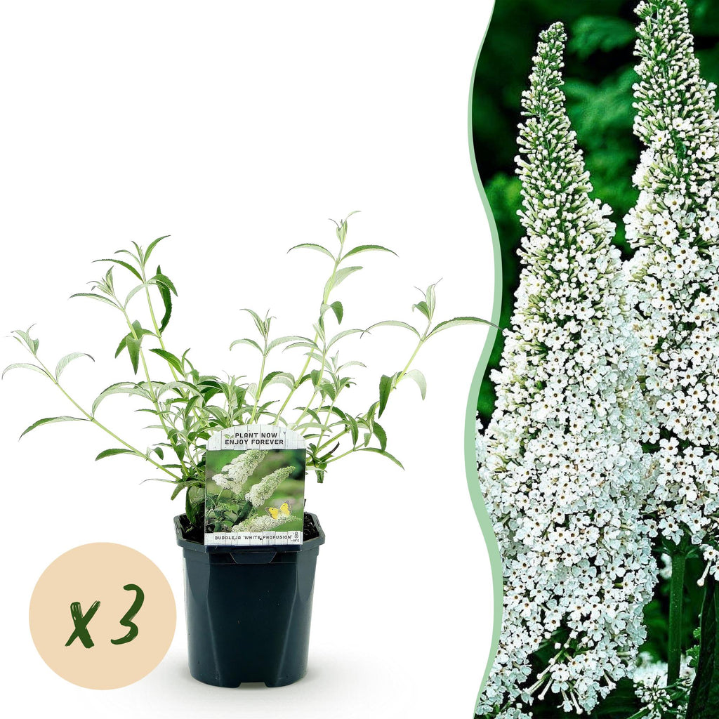 Tuinplant - Buddleja davidii White Profusion - Vlinderstruik - Winterhard - Wit - 3 Planten - Pot 17cm - Hoogte 45cm