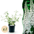 Tuinplant - Buddleja davidii White Profusion - Vlinderstruik - Winterhard - Wit - 3 Planten - Pot 17cm - Hoogte 45cm