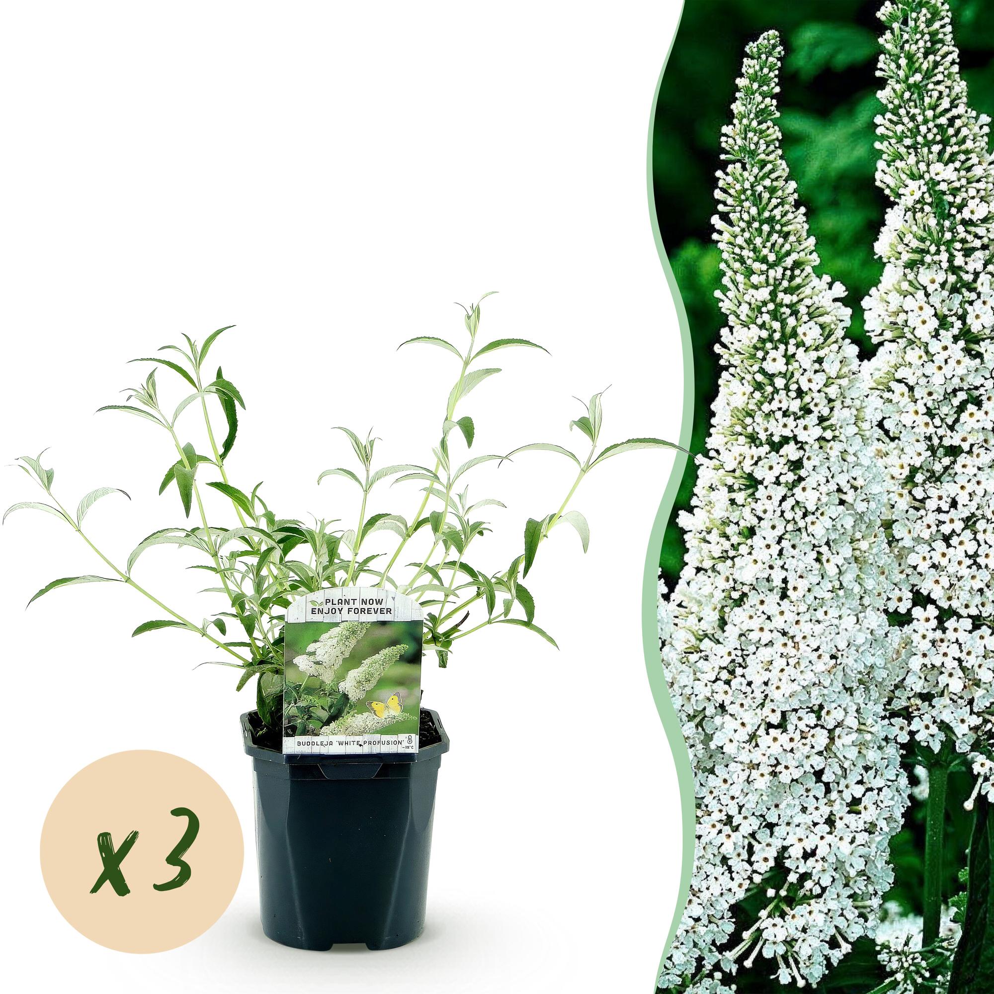 Tuinplant - Buddleja davidii White Profusion - Vlinderstruik - Winterhard - Wit - 3 Planten - Pot 17cm - Hoogte 45cm