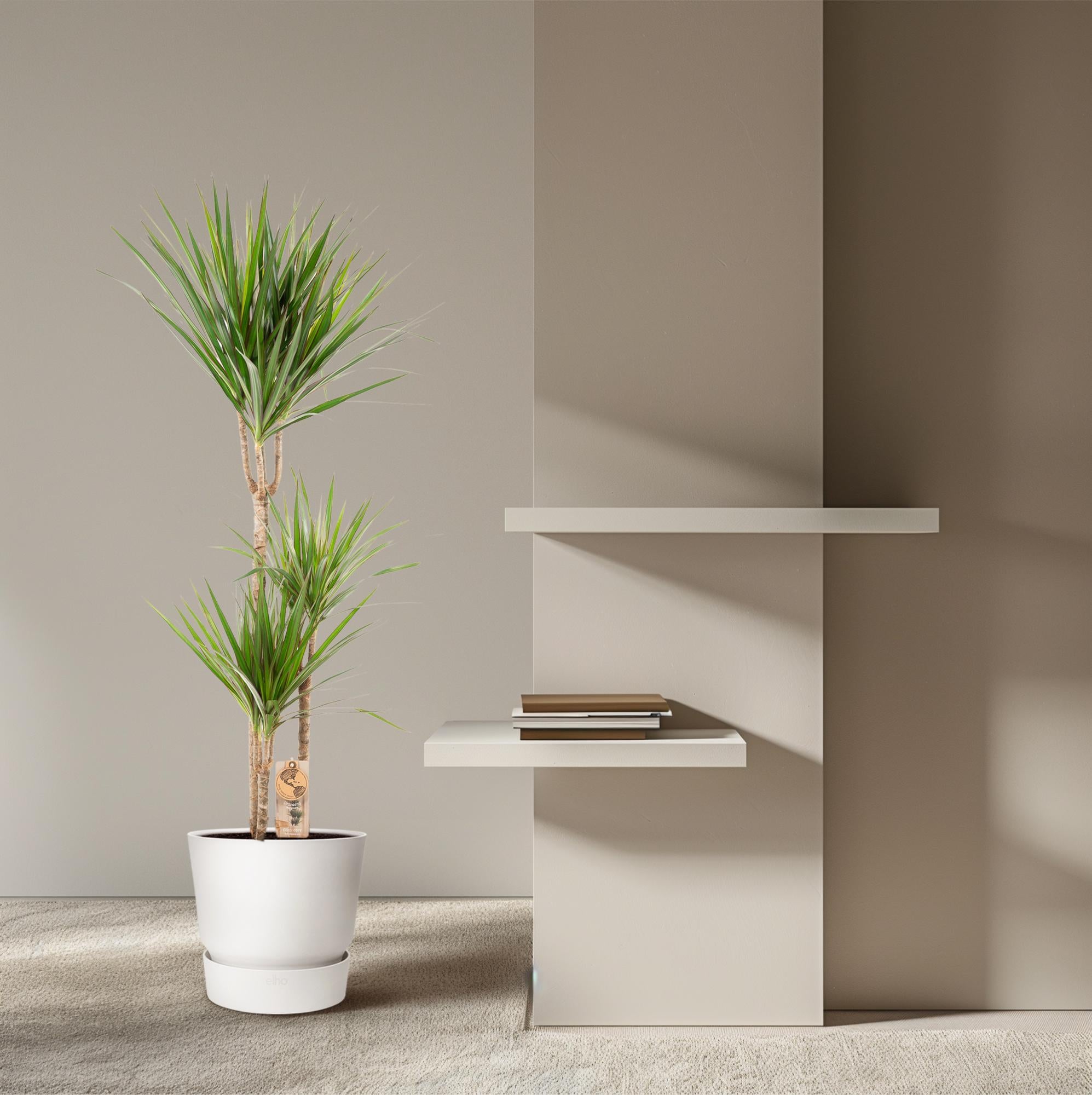 Dracaena Marginata - Ø21cm - ↕110cm