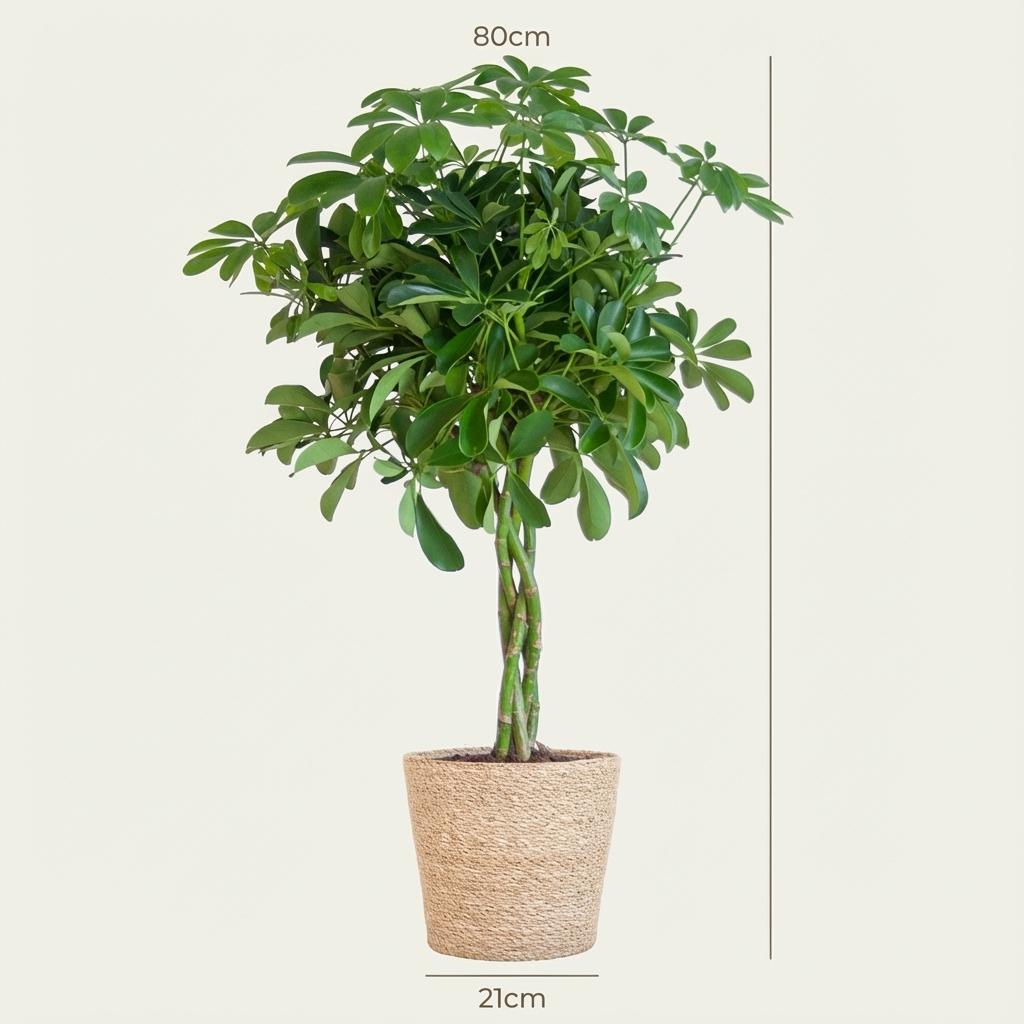 Schefflera Arab Nora met Mand Zeegras naturel  - 70cm - Ø21