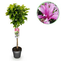 Plant op Stam - Magnolia Susan - Terras Plant - Bladverliezend - Winterhard - Roze Bloem - Pot 19cm Hoogte 90cm