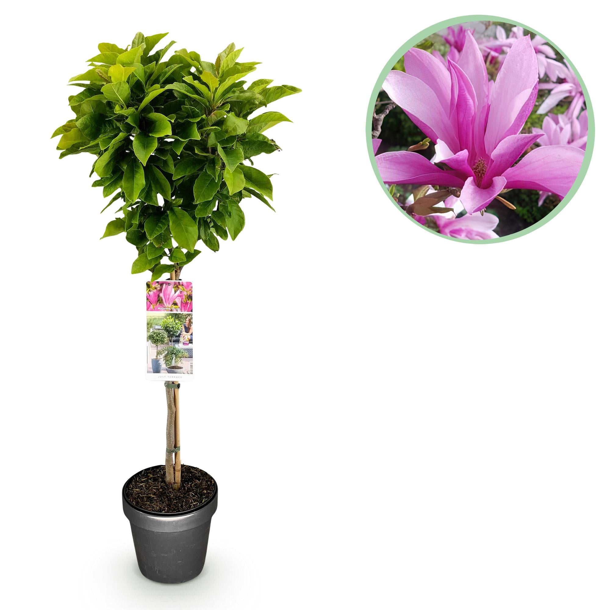 Plant op Stam - Magnolia Susan - Terras Plant - Bladverliezend - Winterhard - Roze Bloem - Pot 19cm Hoogte 90cm