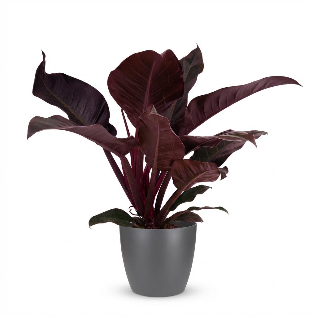 Kamerplant - Philodendron - Philodendron Imperial Red - Rood - Weinig onderhoud - 1 Plant - met Potter Grijs - Pot 19cm - Hoogte 60cm